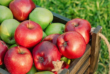 Red and green apples in a wooden box on a sunny day on a green grass background. Fruits, harvest.