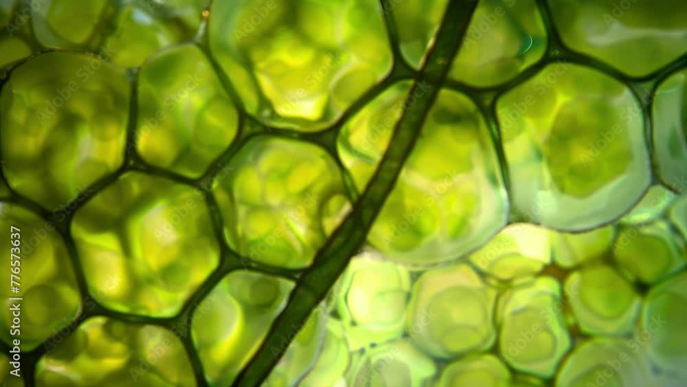Poster a highly detailed image of the chloroplasts of a freshwater algae showing the intricate network of m