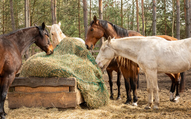 A herd of horses eats hay from a slow feeder hay net in a paddock in a forest outdoor area. 