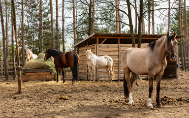 Lusitano horse on a paddock in a forest area. Behind a herd of horses eats hay from a slow feeder...