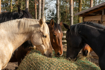 Close up view of a herd of horses eats hay from a slow feeder hay net in a paddock in a forest outdoor area. 