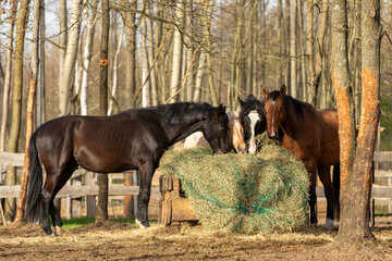 Horses eating hay from a slow feeder hay net in a paddock in a forest outdoor area. 