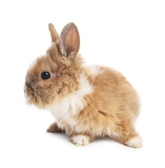 Cute fluffy pet rabbit isolated on white