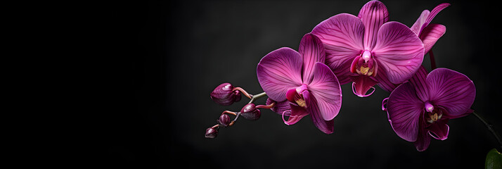 Fototapeta na wymiar purple orchid flower, Dark purple orchid flower in black background