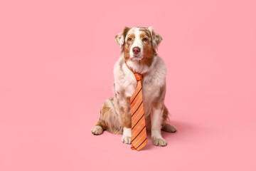 Funny Australian Shepherd dog with tie on pink background