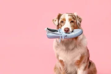 Poster Adorable Australian Shepherd dog holding sneaker on pink background © Pixel-Shot