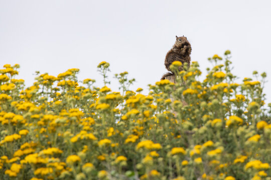 Squirrel eating yellow flowerheads