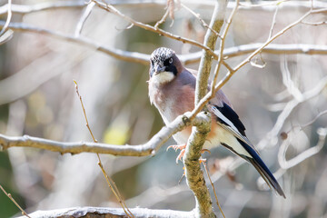 美しいカケス（カラス科）

日本国千葉県市川市、大町公園自然観察園にて。
2024年3月30日撮影。

Beautiful Eurasian Jay (Garrulus glandarius, family comprising crows).

At Omachi park natural observation garden, Ichikawa, Chiba, Japan,
photo by 