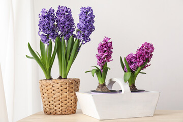 Fresh hyacinth flowers in wicker pot and basket on wooden table near light wall