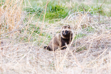 もふもふで可愛いホンドタヌキ（イヌ科）。

日本国埼玉県、荒川河川敷にて。
2024年3月30日撮影。

Fluffy and Lovely Japanese Raccoon Dog (Nyctereutes procyonoides viverrinus,  family comprising dogs).

At Arakawa riverbed, Saitama pref, Japan,
p