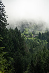 Dark Forest Disappears Into Foggy Mountain Above