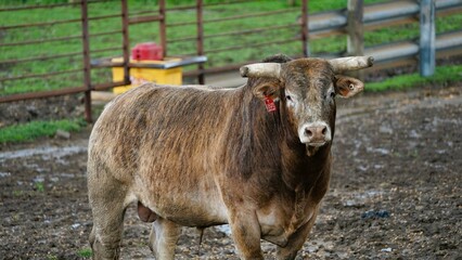 A Rodeo Bull