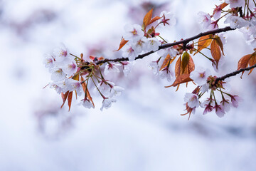 雨の日の綺麗に咲いた山桜の花 ヤマザクラ