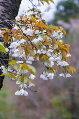 雨の日の綺麗に咲いた山桜の花 ヤマザクラ