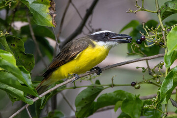 The Boat-billed Flycatcher also know as Neinei perched on the branches eating a fruit. Species Megarynchus pitangua. Animal world. Birdwatching.  Flycatcher.