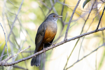 The Rufous-bellied Thrush also know as Sabia-laranjeira perched on a branch. It is the symbol bird of Brazil. Birdwatching. Bird lover. Birding. Species Turdus rufiventris