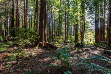 Redwood forest in Californian Pacific coast area