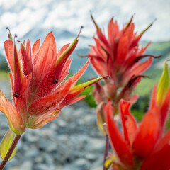 Focus on Single Orange Paintbrush Flower in Mount Rainier
