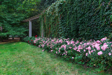 Charming garden with blooming pink roses and lush green ivy wall in the background