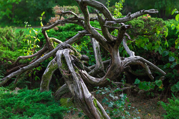 Twisted and gnarled tree trunks and branches in a serene forest setting with lush greenery