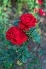 Vibrant Red Roses  in full bloom, Natures Beauty in Full Bloom