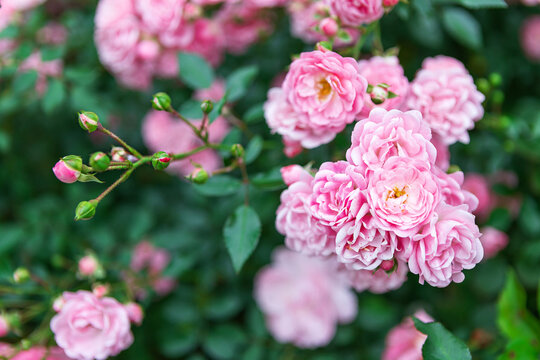 Delicate pink rose flowers in full bloom with blurred green foliage in the background