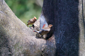 木のウロに溜まった水を飲むために集まり、時に争う美しいヒレンジャクとキレンジャクの群れ（レンジャク科）。

日本国埼玉県熊谷市、荒川大麻生公園にて。
2024年3月30日撮影。

A flock of beautiful Japanese Waxwing (Bombycilla japonica) and Bohemian waxwing (Bombycilla garrulus) (family