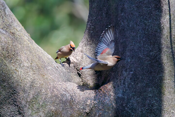 木のウロに溜まった水を飲むために集まり、時に争う美しいヒレンジャクとキレンジャクの群れ（レンジャク科）。

日本国埼玉県熊谷市、荒川大麻生公園にて。
2024年3月30日撮影。

A flock of beautiful Japanese Waxwing (Bombycilla japonica) and Bohemian waxwing (Bombycilla garrulus) (family