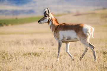 Handsome Antelope Walking In Field