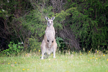 Single kangaroo wallaby on grassy field yellow flowers Victoria Australia