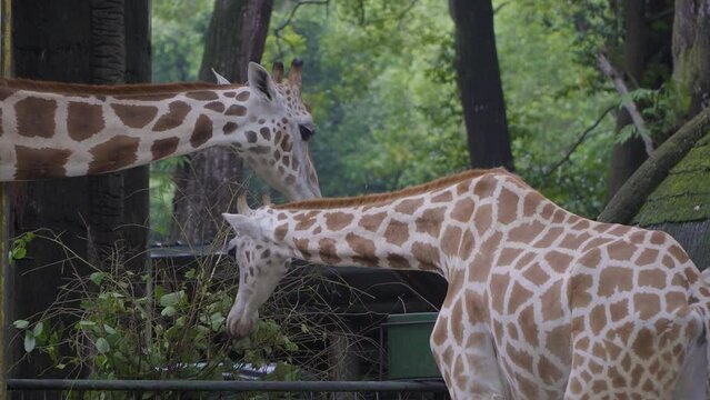 Beautiful Giraffe at Ragunan Zoo Jakarta.