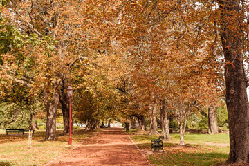 Fall color leaves pathway seat Ballarat botanic gardens Victoria Australia