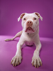 studio shot of a cute dog on an isolated background - 776628647
