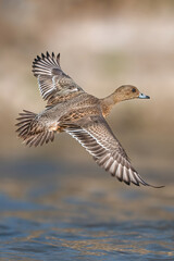 Eurasian Wigeon