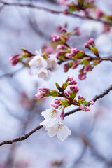 雨の日の綺麗に咲いた桜の花 ソメイヨシノ