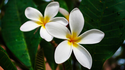 Frangipani tree flowers. Australian flowers. White Frangipani flowers