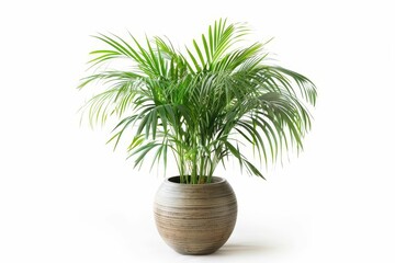 Exotic Tropical Fishtail Palm Plant in Stylish Modern Pot, Isolated on White, Interior Design