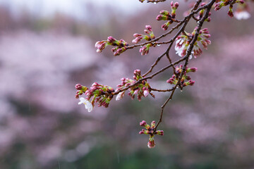 雨の日の綺麗に咲いた桜の花 ソメイヨシノ