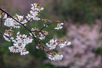 雨の日の綺麗に咲いた桜の花 ソメイヨシノ