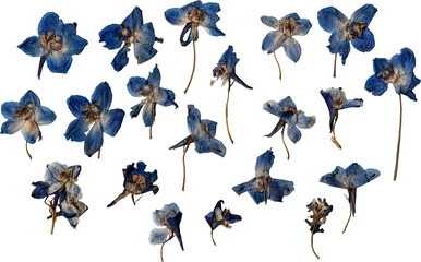 dried isolated blue iris blooms