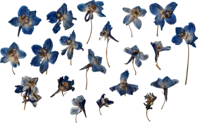 Keuken spatwand met foto dried isolated blue iris blooms © Amber