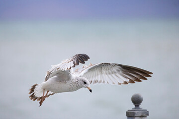 Juvenile ring-billed gull Larus delawarensis in flight 