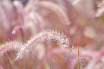 Wild grass flower in summer.