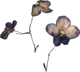 pressed African violet bloom isolated