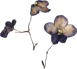 pressed African violet bloom isolated