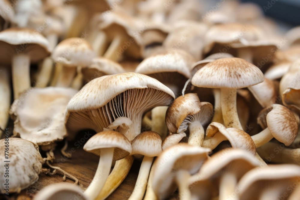 Poster edible mushrooms. backdrop with selective focus and copy space