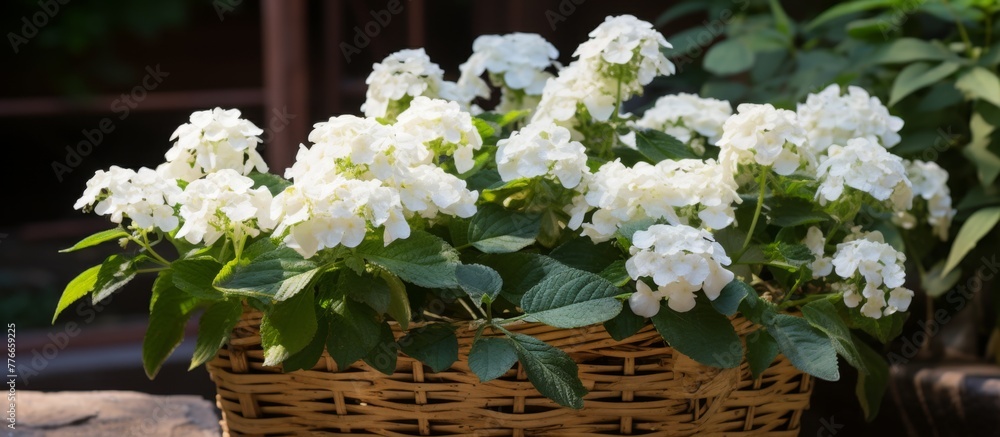 Aufkleber white flowers are arranged in a basket placed on a wooden table, creating a simple yet elegant displ