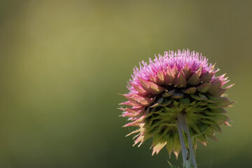 Rear view of a pink thistle facing the sun with dreamy negative space for copy