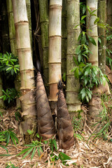 Bamboo and bamboo sprouts