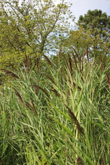 Wild summer green plants growing in the fields.